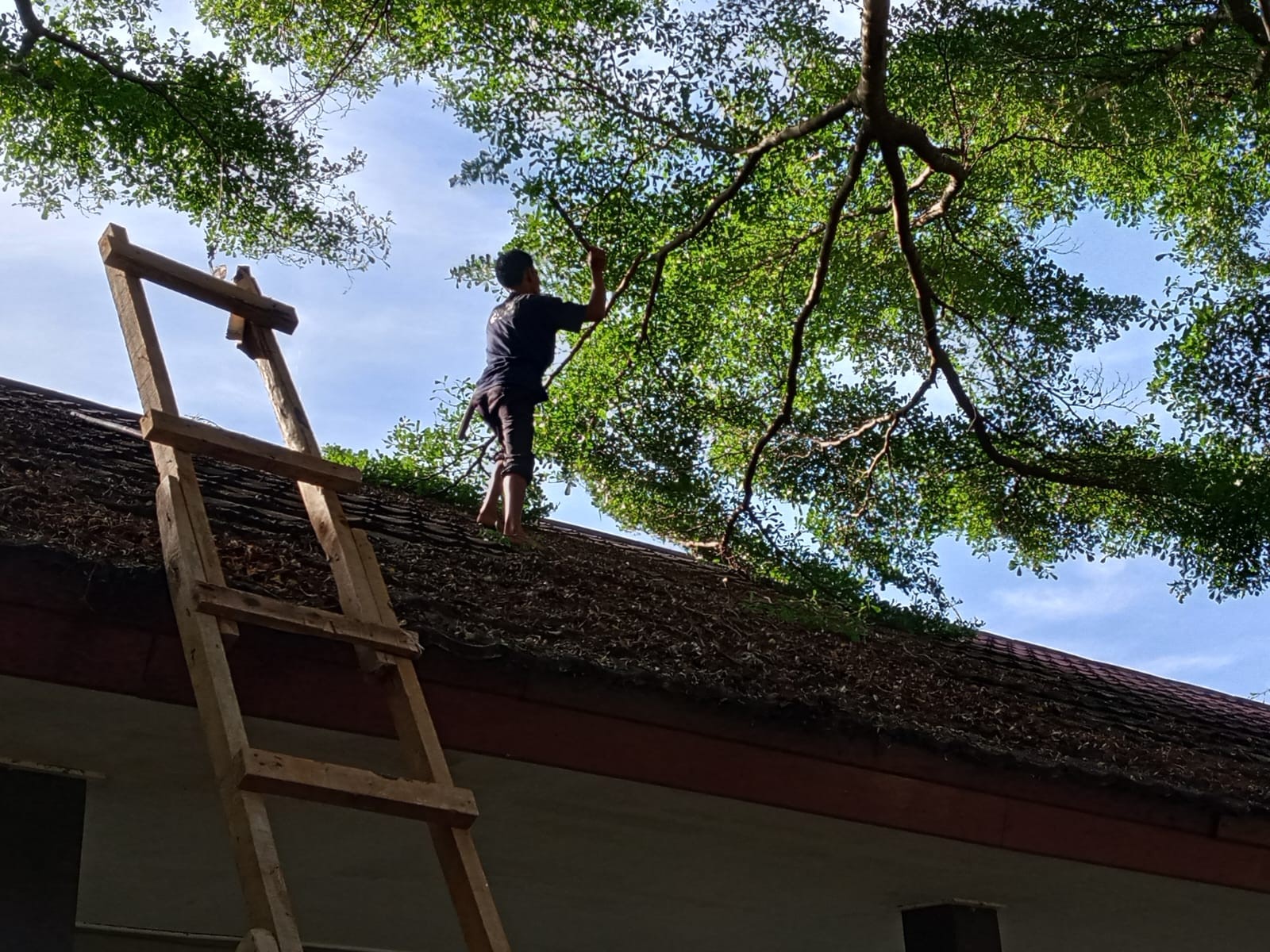 Cegah Kerusakan Bangunan, Petugas Kebersihan Sigap Pangkas Ranting Pohon