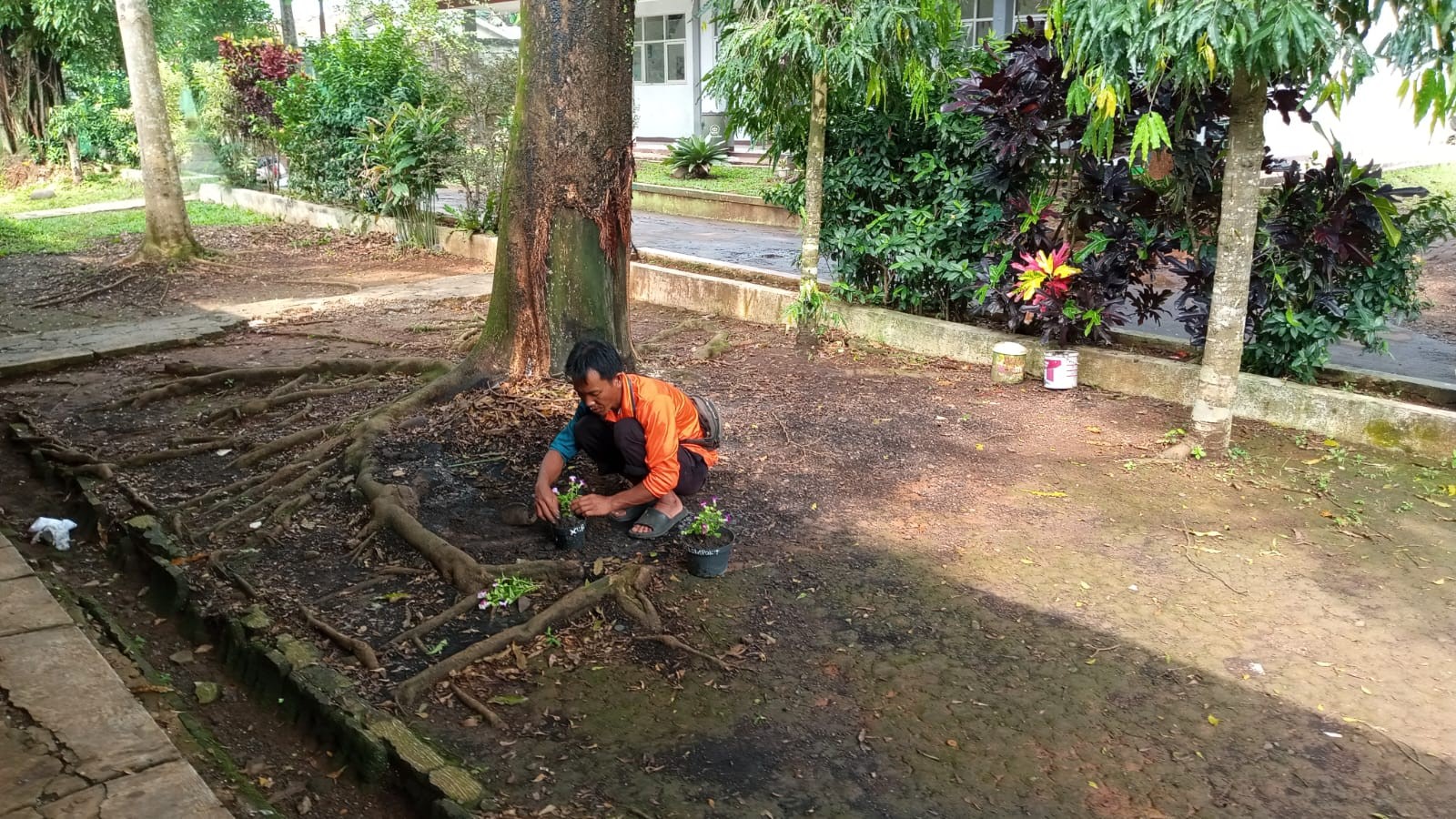 Hijaukan Harapan: Kreativitas Pegawai Kebersihan Menata Bunga dalam Polibag