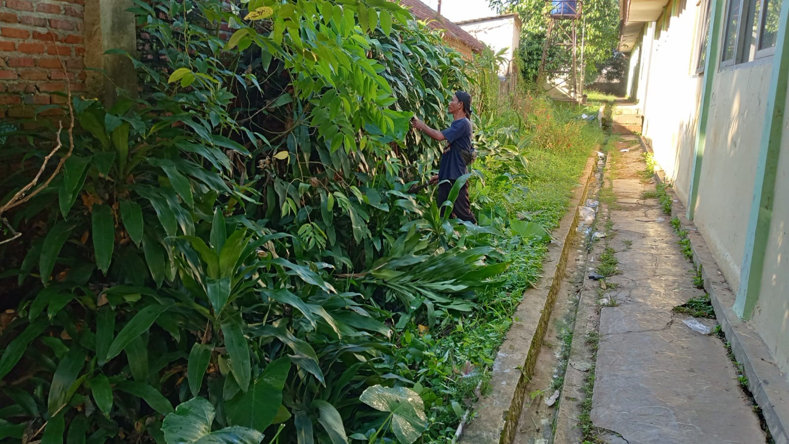 Aksi Petugas Kebersihan Pangkas Pohon Rawan Tumbang di Area Pagar